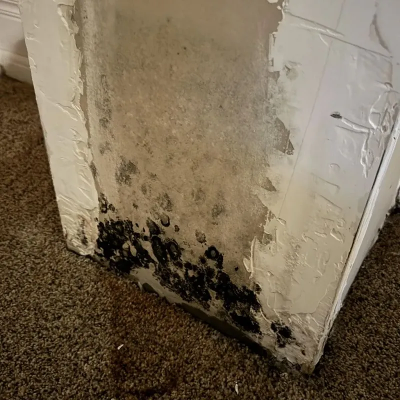 Professional Mold Removal in San Francisco, CA